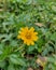 yellow flower is looking awesome this picture click on the small forest in west Bengal