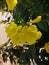 Yellow flower -looking so beautyful
