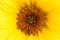 Yellow flower macro close up photo detail. Sunflower close-up details of the sunflower disk and the flower ray.