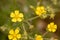 Yellow flower macro, field flowers close up