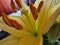 Yellow Flower macro. Petals, Stamens and pistil photo. Lily image.