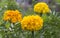 Yellow Flower, Marigolds in the Garden in Sunny Weather