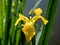 Yellow flower of the marsh iris Iris pseudacorus