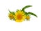 Yellow flower of meadow fleabane or British yellowhead. Inula britannica
