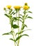 Yellow flower of meadow fleabane or British yellowhead isolated on white background