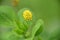 Yellow flower of Medicago lupulina.