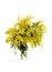 The yellow flower mimosa acacia tree