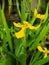 A yellow flower named trimezia the garden Yogyakarta