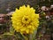 Yellow Flower Nature Dahlia National Flower of Maxico