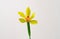 yellow flower noble cymbidium