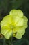 Yellow flower Oenothera biennis, selective focus