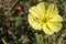 Yellow flower of Oenothera drummondii