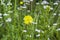 Yellow flower Oenothera or Evening primrose in field