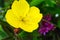 Yellow flower Oenothera in the garden, macro