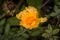 Yellow flower with open blossom after a rain with water drops on a flower meadow on a typical rainy November day, Germany