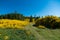 Yellow flower over high hill slope, New Zealand