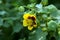 A Yellow flower of Palmer`s Indian mallow with green seed pods.