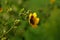 A Yellow flower of Palmer`s Indian mallow with green seed pods.