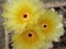 Yellow flower of Parodia mammulosa