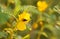 Yellow flower of Partridge Pea