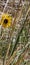 Yellow flower peeking through grassy dune