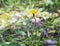 Yellow flower of perennial herb Yastrebinka