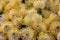 Yellow flower of Pincushions or Leucospermum condifolium.
