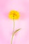Yellow flower on pink background. Minimalistic greeting card. Summer concept, place for text