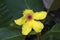 Yellow flower with pink spiky centre of the Dillenia Alata or golden guinea tree a native of northern australia