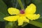 Yellow flower with pink spiky centre of the golden guinea tree