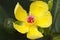 Yellow flower with pink spiky centre of the golden guinea tree an australian native