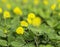 Yellow flower Pinto Peanut plant