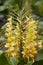 Yellow flower plant with green nature background. Hedychium gard