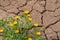 Yellow flower plant thrive in dry desert, cracked land
