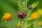 Yellow flower with a poisonous dangerous spider shows danger for insects with lurking spider on spring flowers and blooming yellow