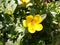 Yellow flower of portulaca with insect