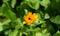 Yellow flower of Pot Marigold