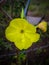 Yellow flower and rain drops, amazing flowering plants,