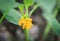 Yellow flower Of rainforest