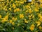 Yellow flower (ranunculus lanuginosus) with five glossy petals and many stamens in bright sunlight. Yellow