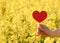 Yellow flower of Rape on field on spring hot day and a red heart in hand. Usual rural England landscape in Yorkshire