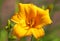 Yellow flower of Reblooming Daylily, Hemerocallis Stella de Oro