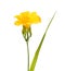 Yellow flower of Reblooming Daylily isolated on white, Hemerocallis Stella de Oro