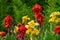 Yellow flower with red spots called Canna Yellow King Humbert and red flower called Red Velvet cannas lily growing in the garden