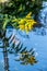 Yellow flower reflection in pond with underwater Koi Carp