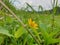 Yellow flower on the ricefield background nature