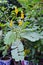 Yellow flower of Ringworm bush or candle bush flower or Candelab