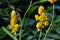 Yellow flower of Ringworm bush or candle bush flower or Candelabra bush