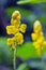 Yellow flower of Ringworm bush or candle bush flower or Candelabra bush