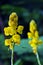 Yellow flower of Ringworm bush or candle bush flower or Candelabra bush